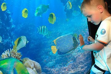Semi Submarine Tour With Transfer from Sharm El Sheikh - Image 1