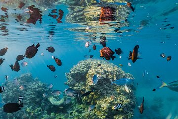 Semi Submarine Tour With Transfer from Sharm El Sheikh - Image 3