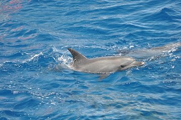 Satayeh Reef , Swimming with Dolphins, Snorkeling in Marsa Alam - Image 2