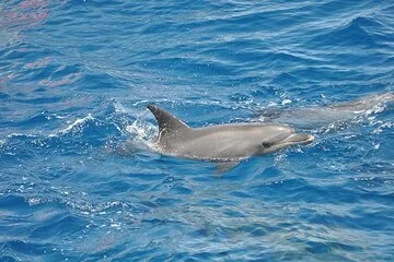 Satayeh Reef , Swimming with Dolphins, Snorkeling in Marsa Alam - Image 2