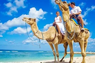 3 Hours Camel Riding Desert and Beach with transfer in Marsa Alam