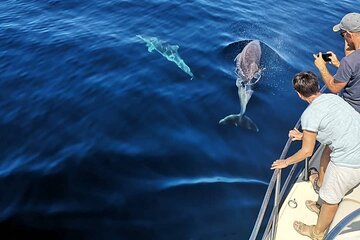 Dolphin House Samadai Reef Boat Snorkeling Trip from Marsa Alam - Image 4