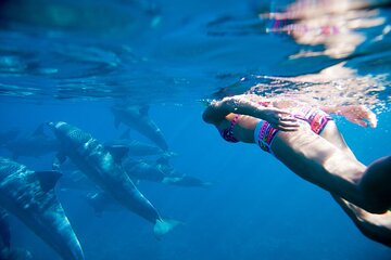 Dolphin House Boat Trip With Snorkeling & Lunch From Hurghada - Image 3