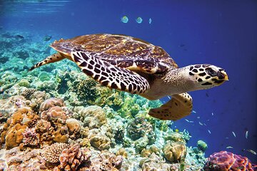 Full day Snorkelling Trip in Marsa Mubarak & Lunch _ Marsa Alam - Image 3