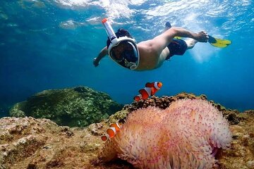 Nemo Island Snorkeling Cruise with Lunch From Hurghada - Image 4