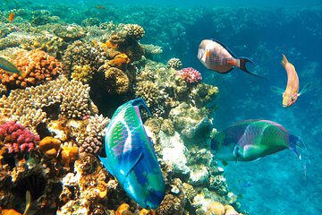 Sharm El Sheikh Submarine Ride with Transfer - Image 3