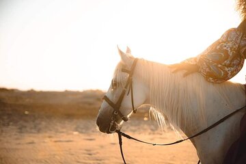 عرض كل الصور