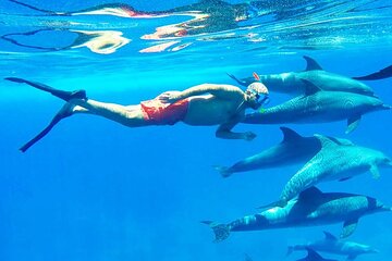 Dolphin House: Snorkel Adventure Tour from Hurghada - Image 1