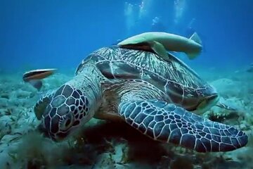 Half Day Private Experience Speedboat Sailling in Hurghada Coast - Image 4