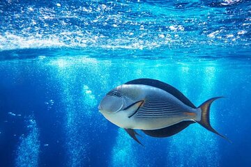 Glass Bottom Boat in Sharm El Sheik - Image 4