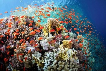 Giftun Island Snorkeling and Relaxation - Image 2