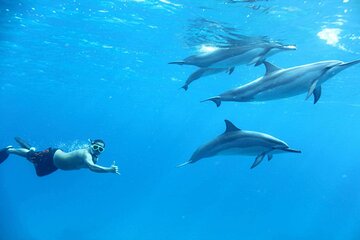 7 Hours Private Red Sea Snorkeling Adventure - Image 4