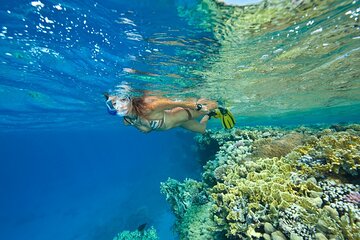 Ras Mohamed and White Island Diving Excursion - Image 2
