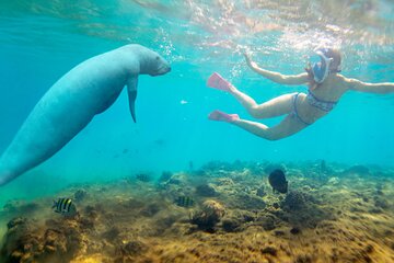 White Island Catamaran and Snorkeling Cruise - Image 3