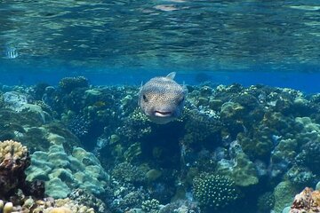 Marsa Allam Snorkeling Activity with Lunch - Image 2