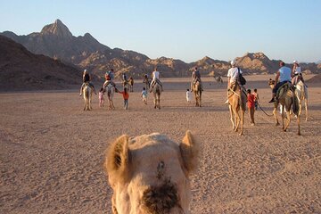 Private Half Day Night Camel Ride in Marsa Alam - Image 4