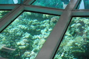 Sharm El Sheikh Glass-Bottom Boat Cruise - Image 4