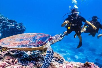 Orange Bay Snorkeling from Hurghada Include Lunch and Equipment - Image 3