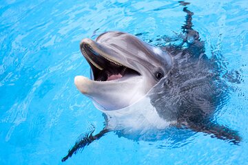 Swimming with Dolphin VIP Snorkeling Sea Trip From Hurghada - Image 2
