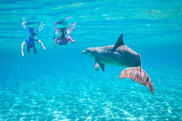 Swimming with Dolphin VIP Snorkeling Sea Trip From Hurghada - Image 4