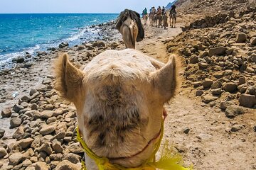Blue Hole Boat Trip with Snorkeling & Camel Ride Sharm El Sheikh - Image 3