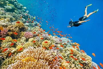 Blue Hole Boat Trip with Snorkeling & Camel Ride Sharm El Sheikh - Image 4