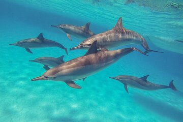 Sea Trip Snorkeling at Sataya Dolphin House ​​​​in Marsa Alam - Image 1