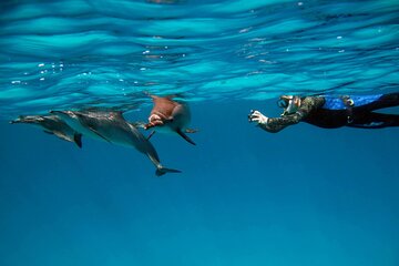 Sea Trip Snorkeling at Sataya Dolphin House ​​​​in Marsa Alam - Image 2