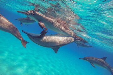 Sea Trip Snorkeling at Sataya Dolphin House ​​​​in Marsa Alam - Image 3