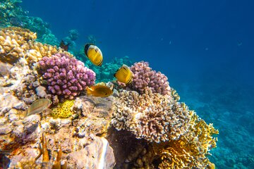 Speedboat Trip to Hula Hula Island in Hurghada - Image 2