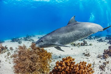 Snorkeling with Dolphins at Dolphin House Boat Trip in Hurghada - Image 1