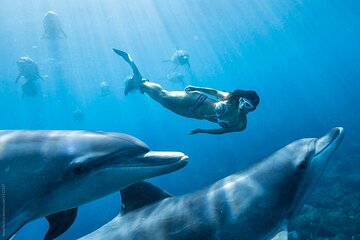 Snorkeling with Dolphins at Dolphin House Boat Trip in Hurghada - Image 2