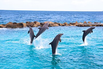 Snorkeling with Dolphins at Dolphin House Boat Trip in Hurghada - Image 3
