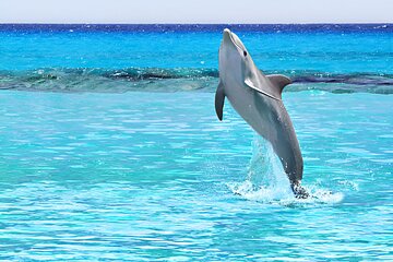 Snorkeling with Dolphins at Dolphin House Boat Trip in Hurghada - Image 4