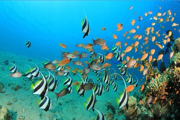 Paradise Island full-day snorkeling trip in Hurghada - Image 2