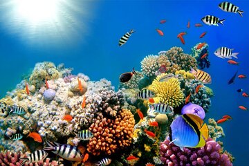 Private Boat Snorkeling Trip From Hurghada And Lunch Up To 10 Pax - Image 2