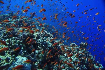 Private Boat Snorkeling Trip From Hurghada And Lunch Up To 10 Pax - Image 4