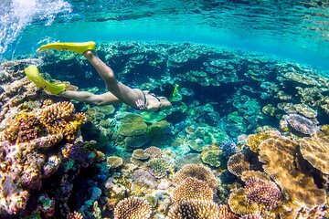 Dolphin Speed Boat Trip with Underwater Island - Image 2