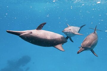Dolphin Speed Boat Trip with Underwater Island - Image 3