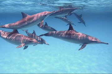 Dolphin Speed Boat Trip with Underwater Island - Image 4