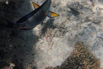 Hurghada Full Day Adventure with Dolphin Swim and Lunch - Image 2
