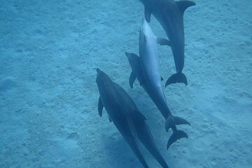 Hurghada Full Day Adventure with Dolphin Swim and Lunch - Image 3