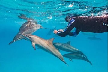 Dolphin House Samadai Reefs Boat Trip from Marsa Alam - Image 4