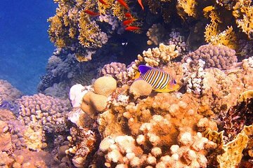 Tiran Island Boat Cruise from Sharm el Sheikh - Image 2