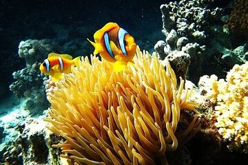 Marsa Mubarak Snorkeling Sea Trip with Transfer and Lunch - Image 2