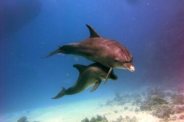 VIP Full Day Dolphin House Trip by Luxury Boat and Water Sports - Image 1
