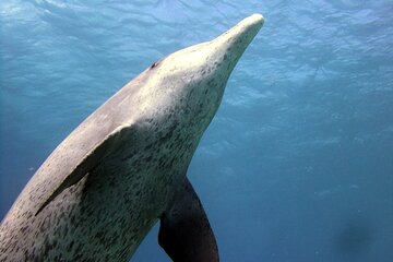 VIP Full Day Dolphin House Trip by Luxury Boat and Water Sports - Image 2