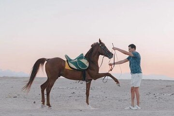 Desert & Sea Adventure – 3-Hour Horse or Camel Riding Experience - Image 2