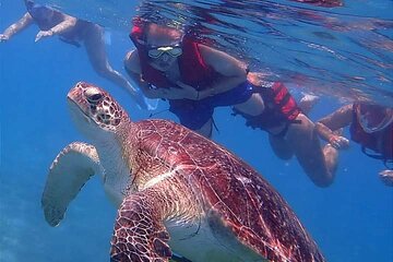 Marsa Mubarak Snorkeling Tour with Turtles and Dugongs - Image 1