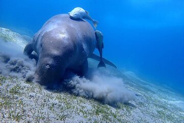 Marsa Mubarak Snorkeling Tour with Turtles and Dugongs - Image 2